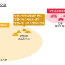 알펜시아스포츠파크