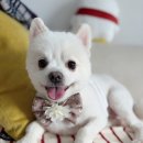 로고스 동물병원 이미지