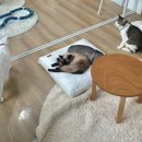 히히냥냥 이미지