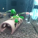 수족관(더블루벨) | CRS, 부세 키우기 - 어항 세팅(2)