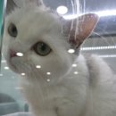 도로시펫강아지고양이