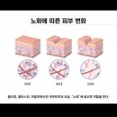 신화셀비아