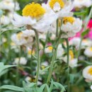 로단테(Rhodanthe) 이미지