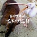 Wales Dog(웨일스독) | 호주 시드니 자유여행 : 타롱가주 동물원 표독쿼카 본 썰