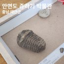 안면도 쥬라기 박물관 - 충남 태안 여행 블로그 후기 이벤트 당첨 상품 - 삼엽충 암모나이트 화석 진품