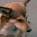 큰마음동물메디컬센터 이미지