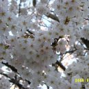 온산이 벚꽃이 지천인 전국 제일을 자랑하는 강천산으로! 이미지