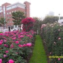 조선대학교 장미원 이미지