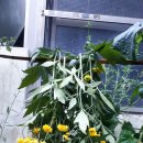 프란시스코(태풍)의 위력. 이미지