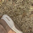 032-2 | 겨울부츠 추천, 스케쳐스 여성 고워크 아치핏 2.0 부츠 (슬립인스) SP0WSCFW032 실사용후기(1)