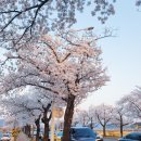 경주숙소추천 벚꽃 보러 경주 안 갈래? 내돈내산 경주벚꽃여행 숙소도 가성비있게~