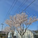 국화마을 벚꽃이 만개했어요. 24.4.7.일. 이미지