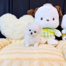 수유프라자 | 수유포메분양 후기좋은 강북구 멍냥스타 추천!