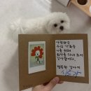 펫라운지 애견유치원 애견호텔 애견미용 | 안양 펫라운지에서 보낸 우리 강아지 첫 유치원 이야기