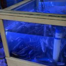 자갈치장어구이 | 진주 평거동 통실한 꼼장어로 사람이 만석이였던 곳 : "자갈치숯불산장어구이" 솔직후기