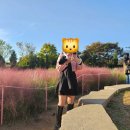 소반가강릉해변막국수 | 인천 서구 핑크뮬리 드림파크야생화단지, 소반가강릉해변막국수