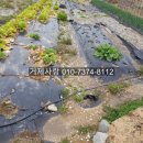 오수리농장 이미지