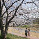 사연동로 | 서산 벚꽃 여행지 Best3 명소 | 한식 맛집 | 고등어구이+ 김치찌개 현지인밥집