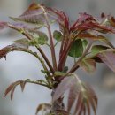 참중나무 이미지