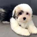 브라비 펫케어 이미지