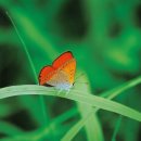 나비생태공원 이미지