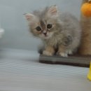 요기요기샵