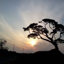 노송 Daum카페