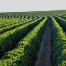 커피나무 꽃향기 이미지