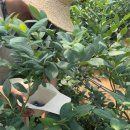 우하하농장 이미지