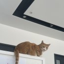 고양이 건강검진 안박동물병원에서 했다. 비용, 항목, 절차 자세한 후기!