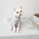 카밍캣 고양이미용 이미지