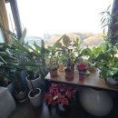 퀘렌시아 이미지