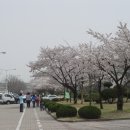 영남대학교벚꽃축제 이미지