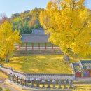 능주향교 은행나무 이미지