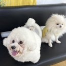 놀러오개 애견유치원 애견호텔 천안점 | [어썸 강아지 호텔&amp;목욕]천안애견호텔.애견놀이방.장기호텔링.목욕
