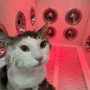 이츠펫 살롱 이미지