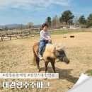 주주하우스 | 강원도 평창 대관령주주파크 아이와 동물먹이주기 승마체험