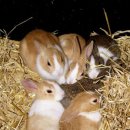 토끼나라 이미지