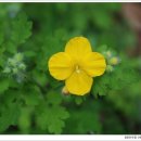 애기똥풀 이미지