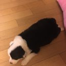 팬더애견샵 이미지