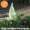 Arum spp(이타리캄) 이미지