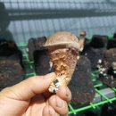 농업회사법인 더 팸팜 이미지