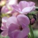 스위트피(sweetpea) 이미지