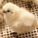 계두농장 이미지