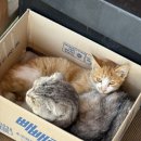 군산시강냉이 이미지