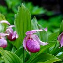 개불알꽃 (학명 Cypripedium macranthum Sw.) 복주머니란 이미지