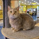 아이캣유 이미지