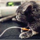 스키타는고양이 이미지