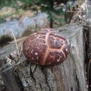 참소오리 이미지