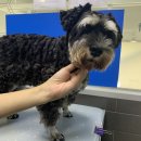 포일동물병원 이미지